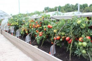 ¿Con qué debo alimentar a los tomates después de plantarlos en el invernadero, en el suelo para que estén regordetes y sabrosos (Foto y video) + Reseñas