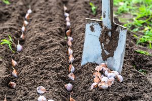 ¿Qué verduras se pueden plantar antes del invierno? TOP 8 plantas más adecuadas y sus mejores variedades