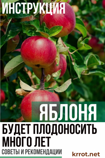 výsadba a péče o jabloně