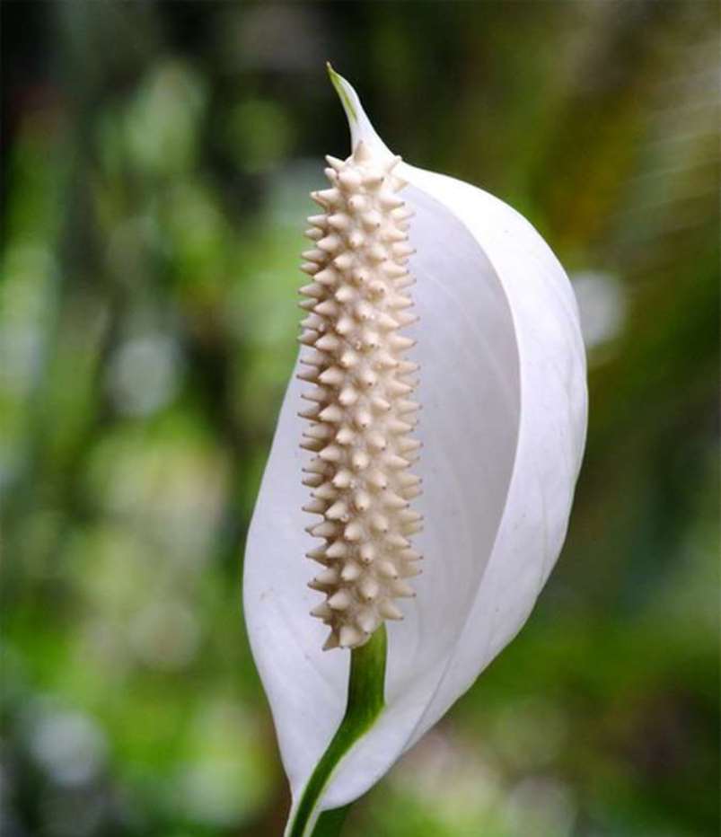 Spathiphyllum: muutto kotona, elinsiirto, lisääntyminen (80+ valokuvaa) + Arvostelut
