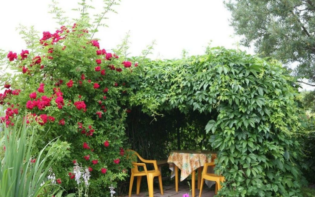 Plantas hermosas y sin pretensiones en el diseño.
