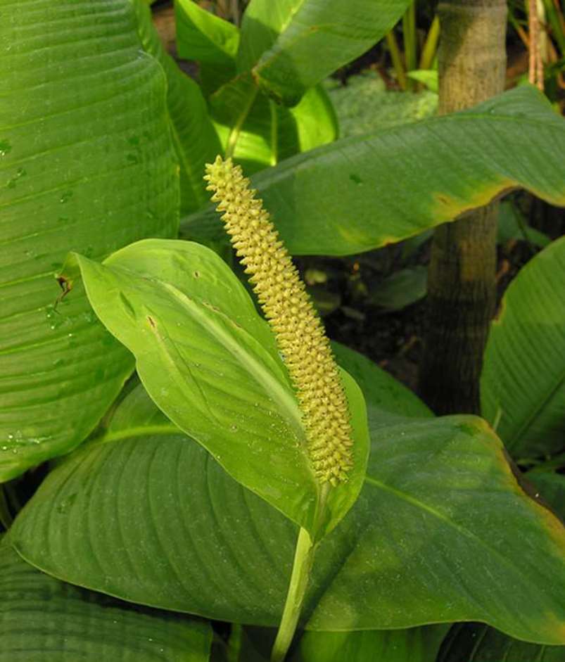 Spathiphyllum: muutto kotona, elinsiirto, lisääntyminen (80+ valokuvaa) + Arvostelut