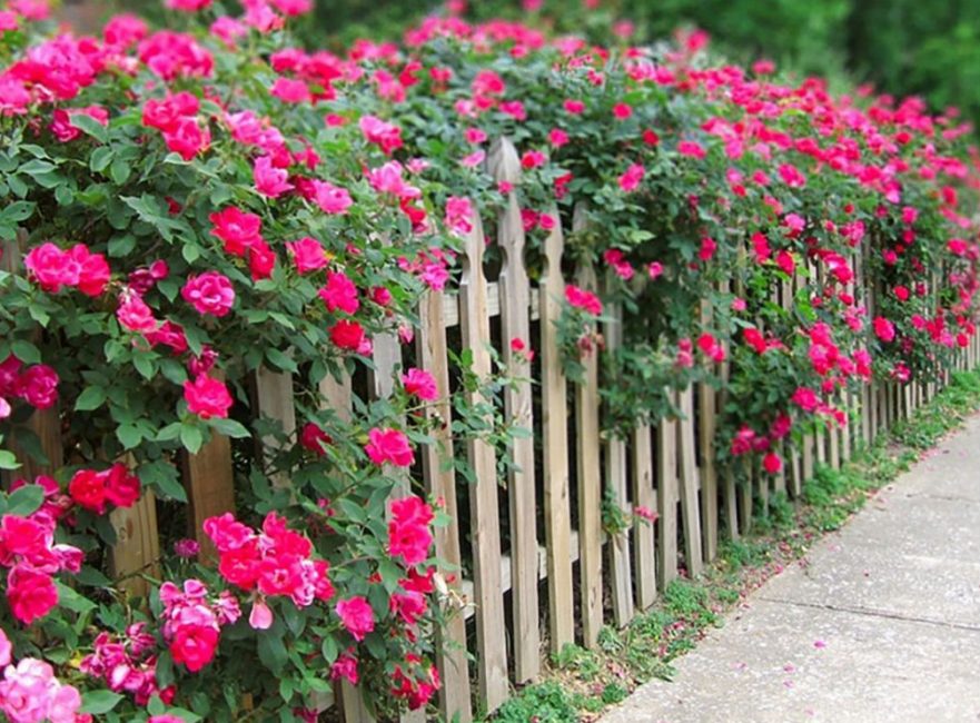 Las rosas pueden crecer rápido.