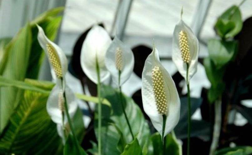 Spathiphyllum: muutto kotona, elinsiirto, lisääntyminen (80+ valokuvaa) + Arvostelut