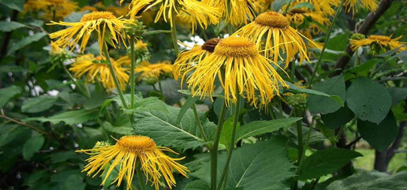 Elecampane