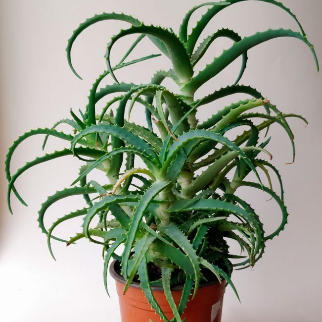 Aloe
