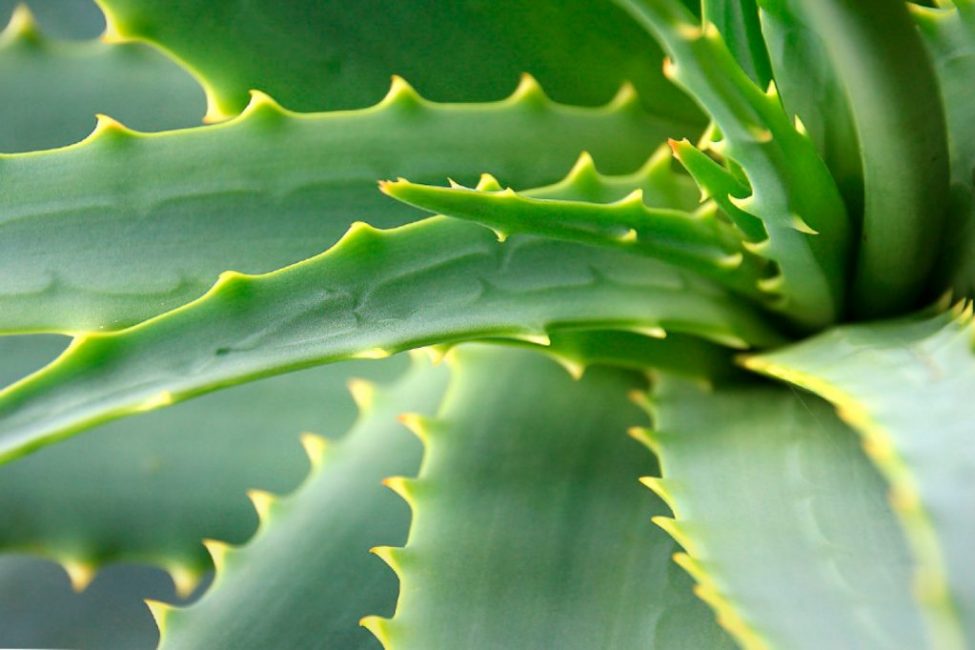 Aloe