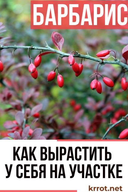 берберис снимка и описание на храста