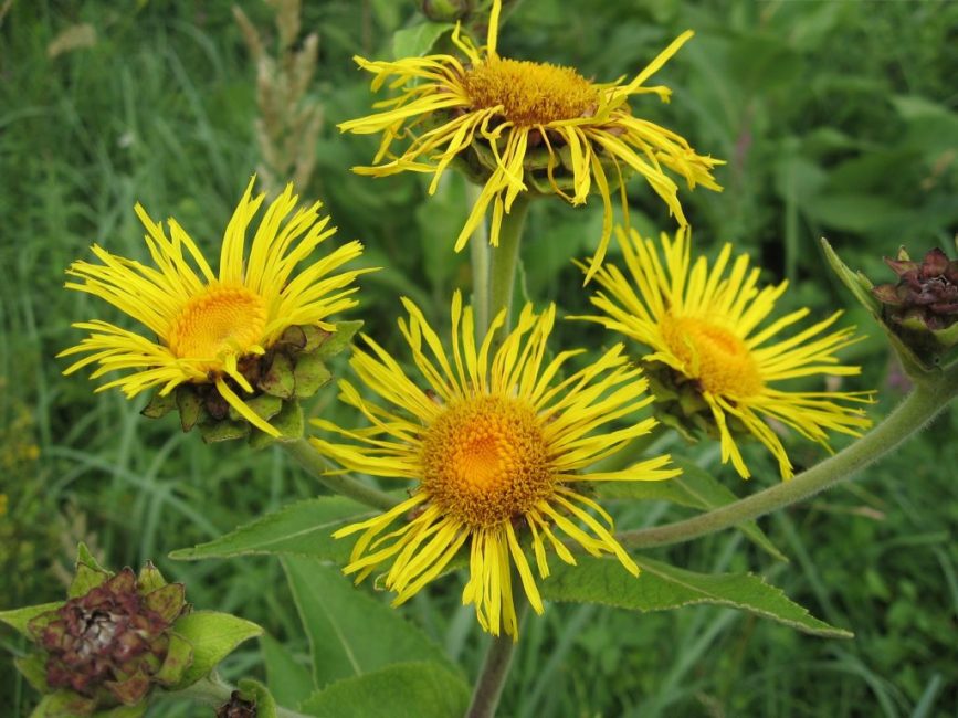 Elecampane