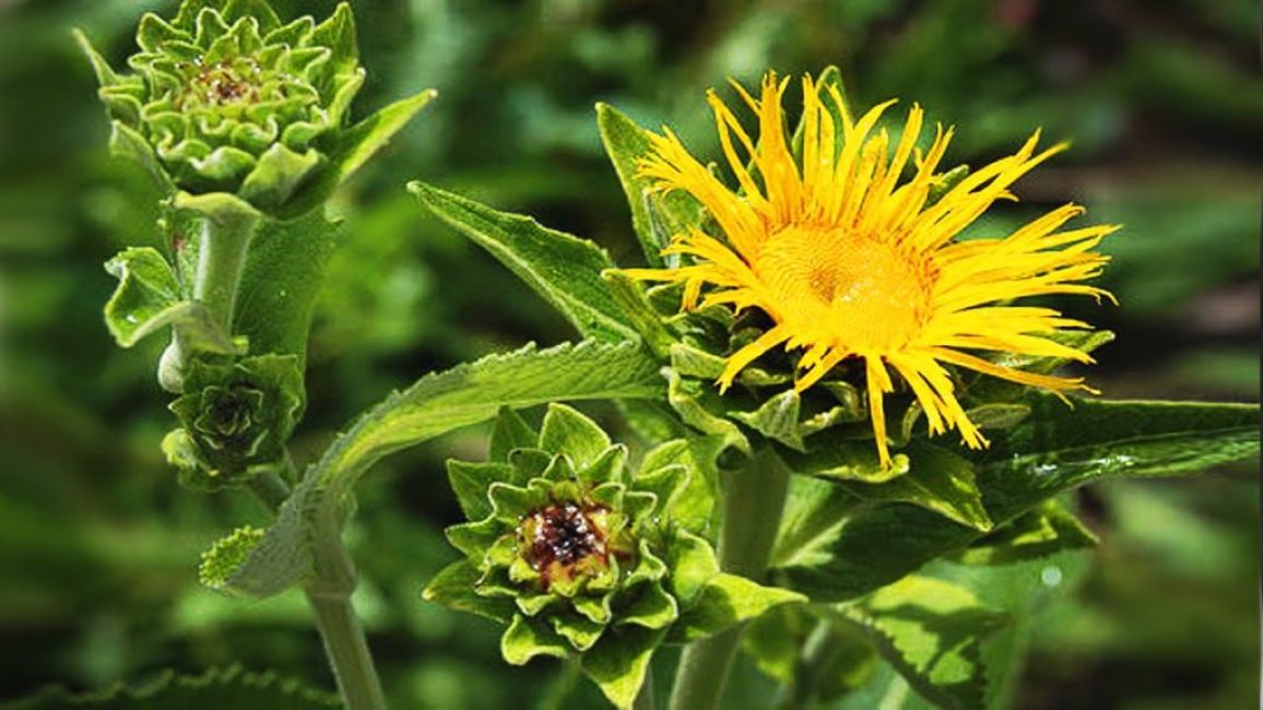 Elecampane