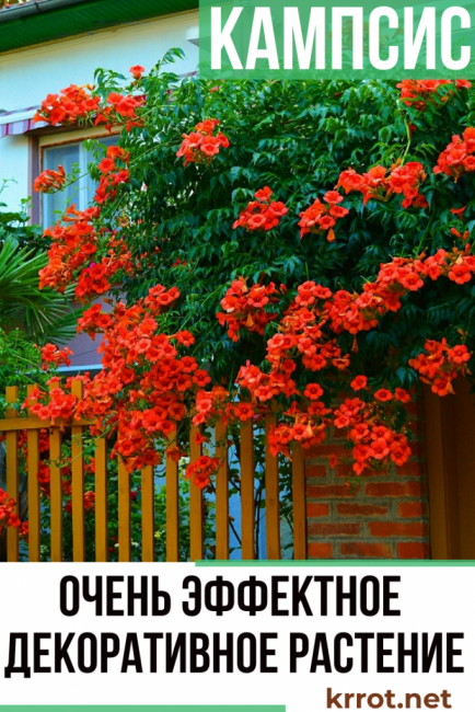 campsis leszállás és ellátás
