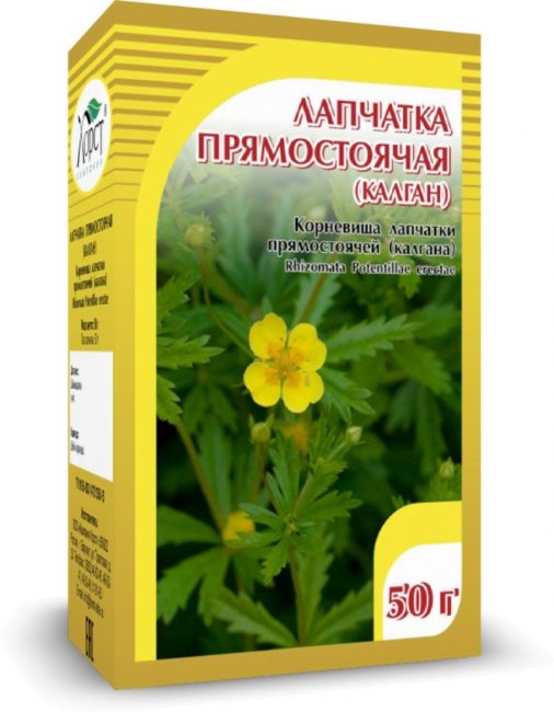 Potentilla pystyssä (galangal)