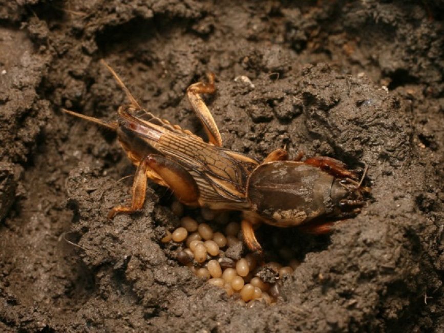 Medvedka vartioi muurausta