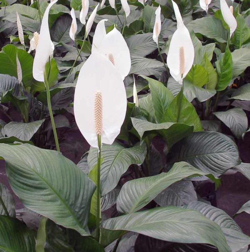 Spathiphyllum: muutto kotona, elinsiirto, lisääntyminen (80+ valokuvaa) + Arvostelut