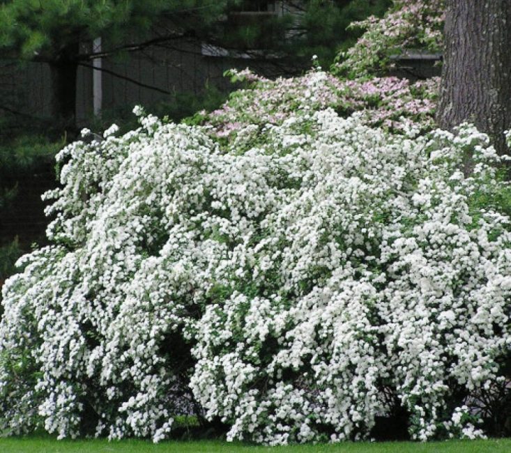 Spirea vangutta
