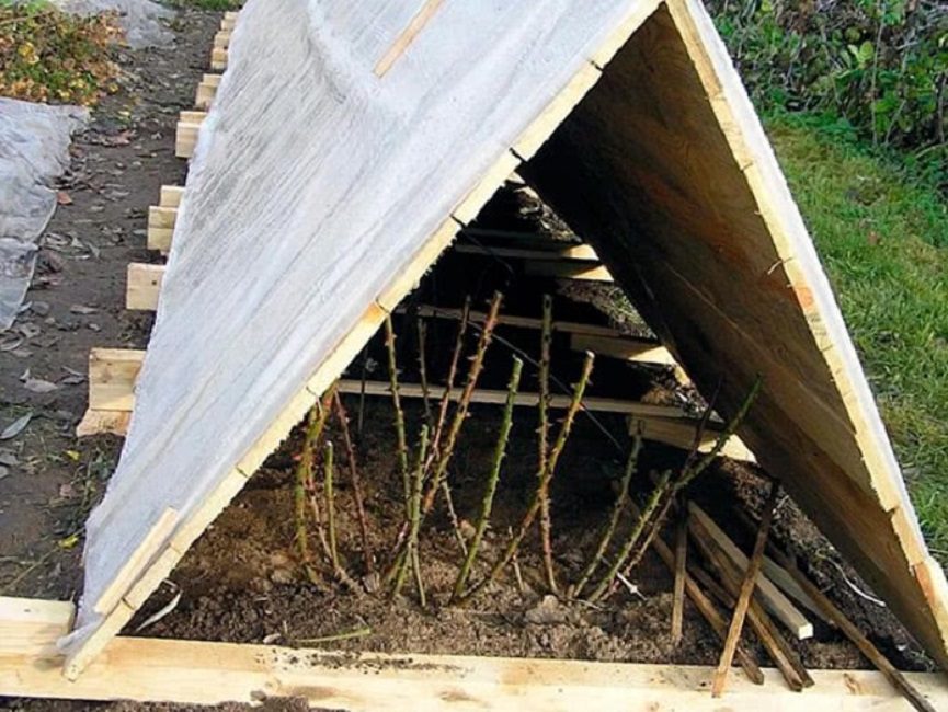 Σταθερό καταφύγιο τριαντάφυλλων για το χειμώνα