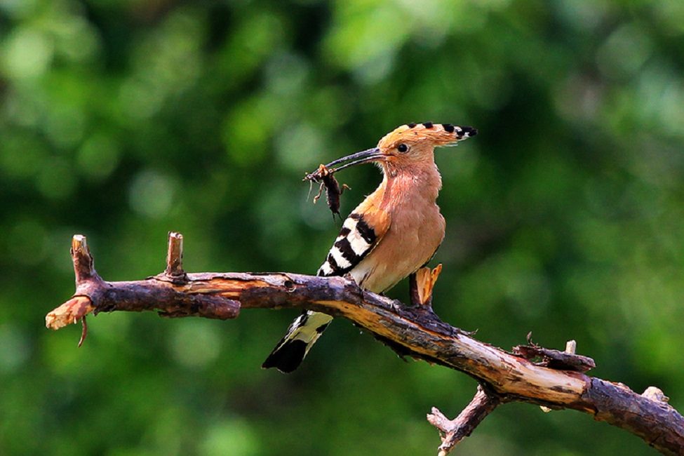 Hoopoe, joka sai karhun kiinni