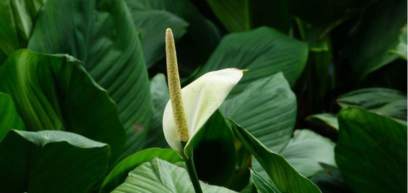 Spathiphyllum: muutto kotona, elinsiirto, lisääntyminen (80+ valokuvaa) + Arvostelut
