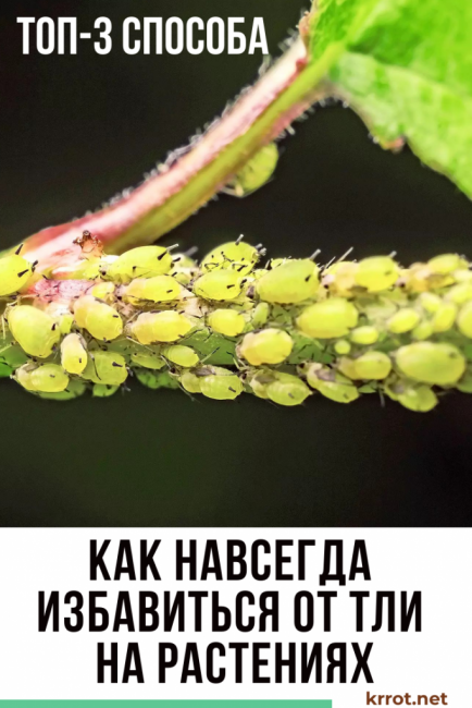 Cómo deshacerse permanentemente de los pulgones en las plantas.