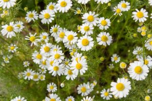 Plantas y hierbas medicinales: si crees que sabes todo sobre ellas, entonces estás muy equivocado (Foto & Video) + Reseñas
