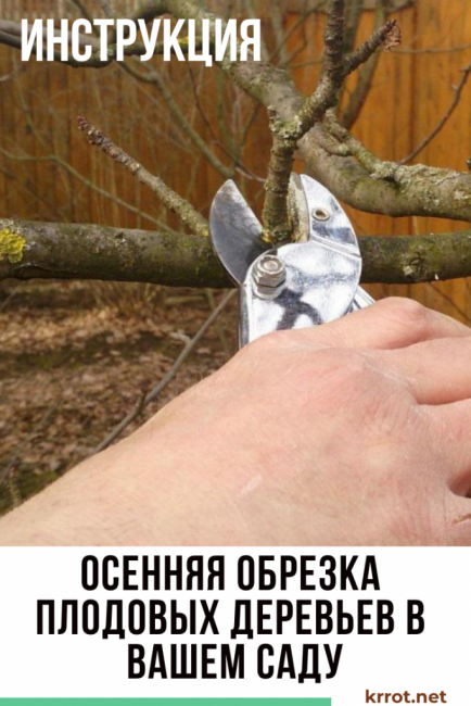 Hedelmäpuiden syysleikkaus puutarhassa