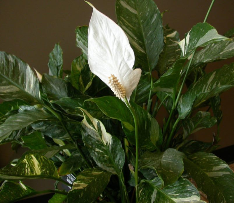 Spathiphyllum: muutto kotona, elinsiirto, lisääntyminen (80+ valokuvaa) + Arvostelut