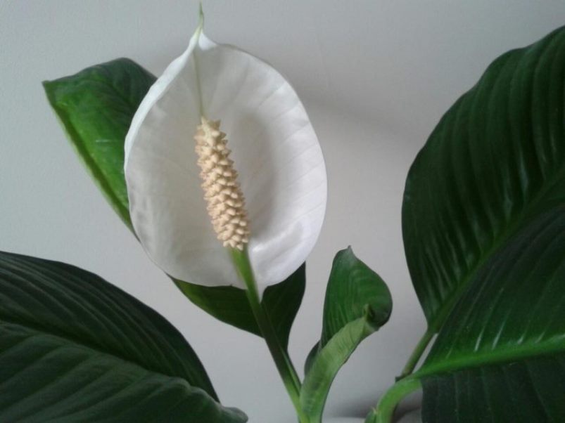 Spathiphyllum: muutto kotona, elinsiirto, lisääntyminen (80+ valokuvaa) + Arvostelut