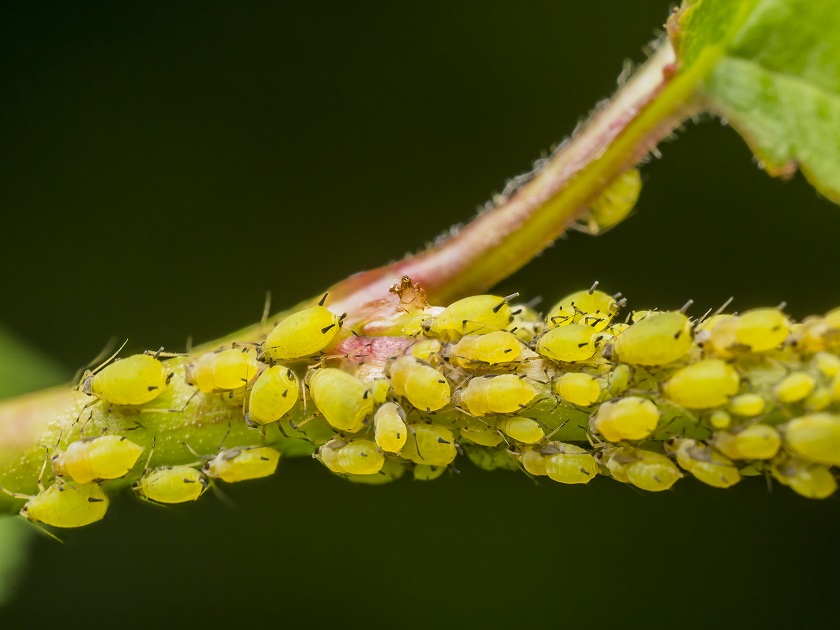 καταπολέμηση των αφίδων
