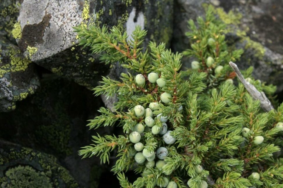 Juniper