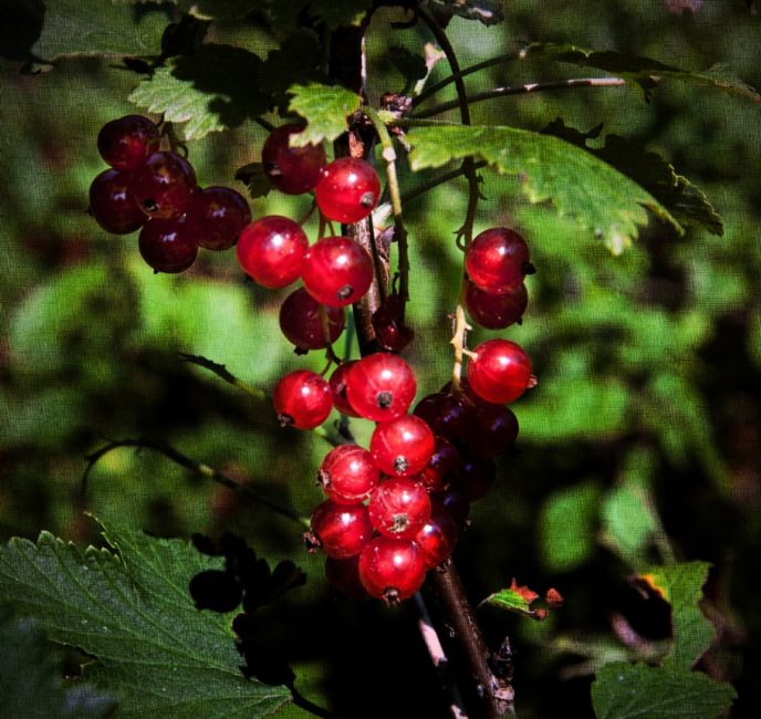 Vinbär
