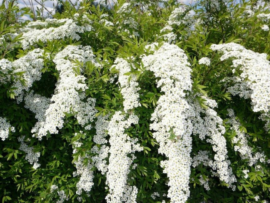 Spirea