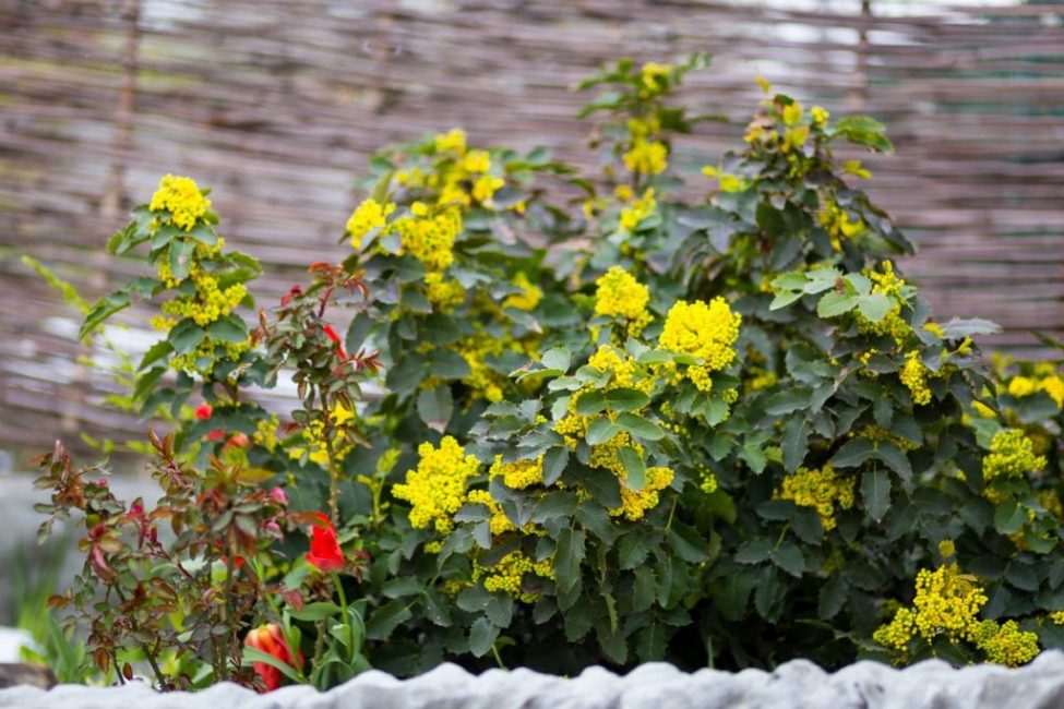 mahonia