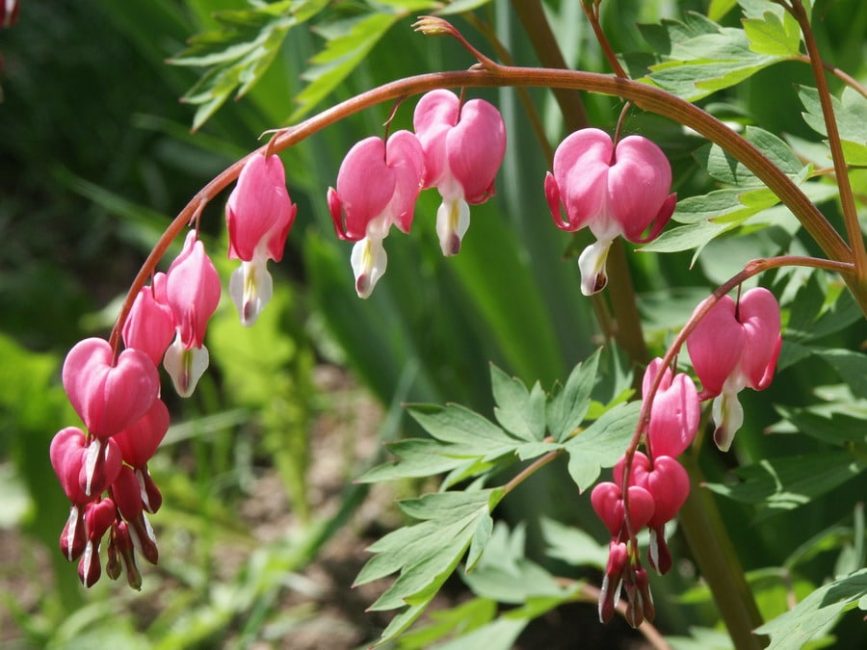 Dicentra är magnifik