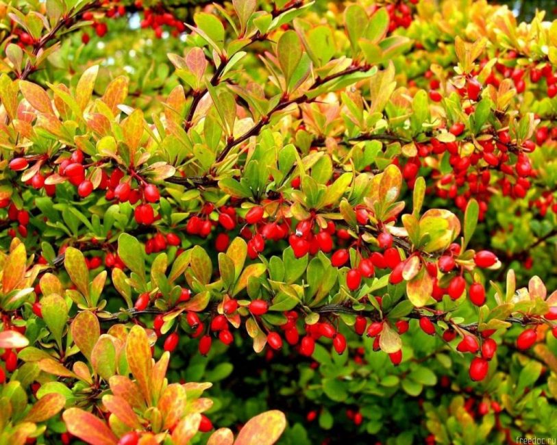 Berberis