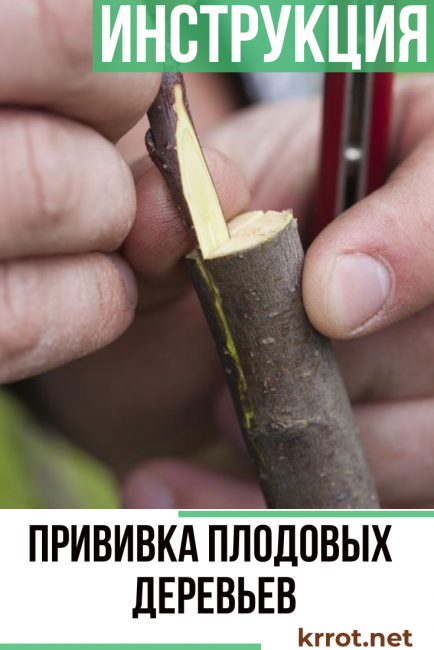 Присаждане на плодни дървета