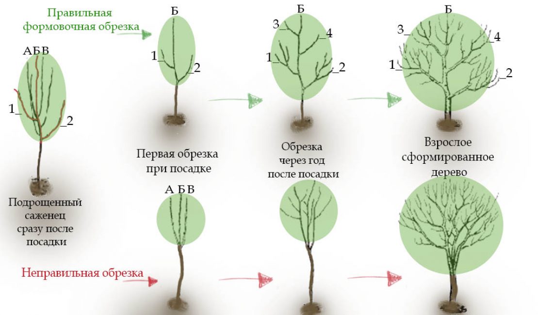 Forma de poda de árboles frutales jóvenes
