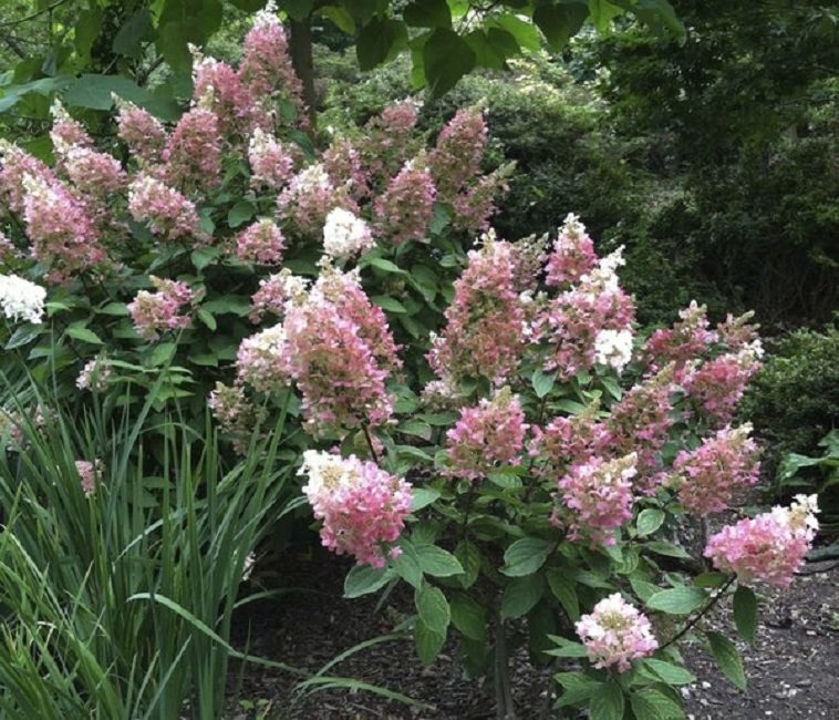 Hortensia