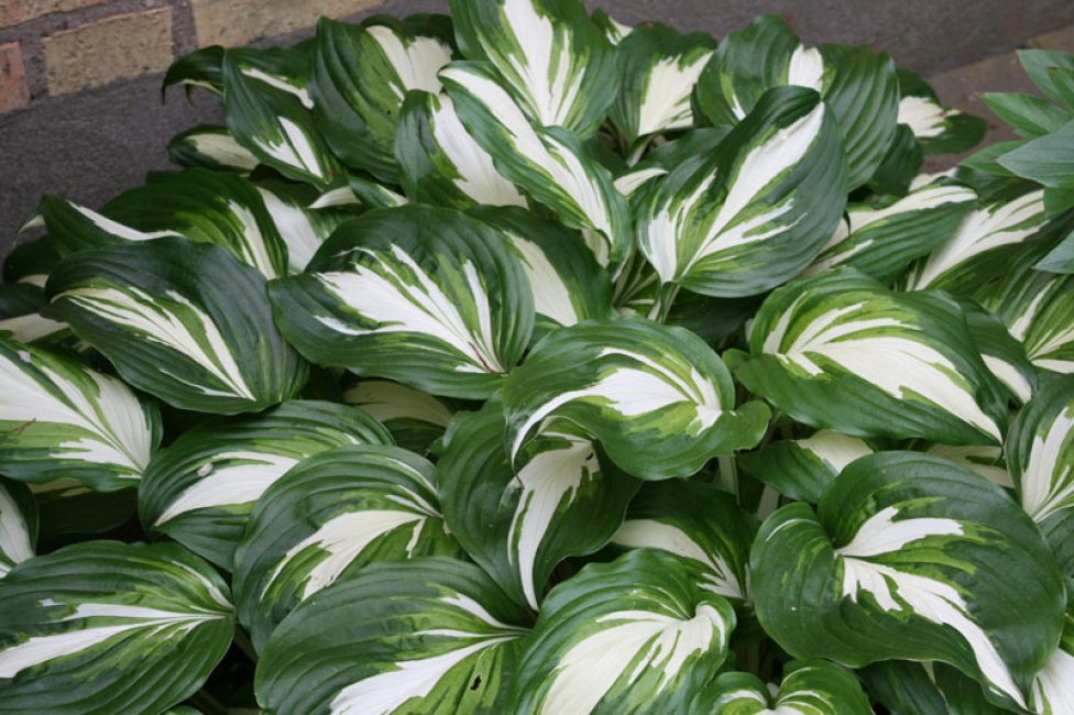hosta