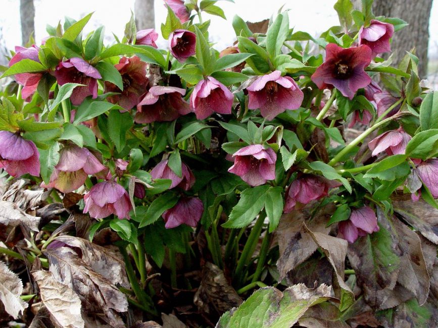 Hellebore