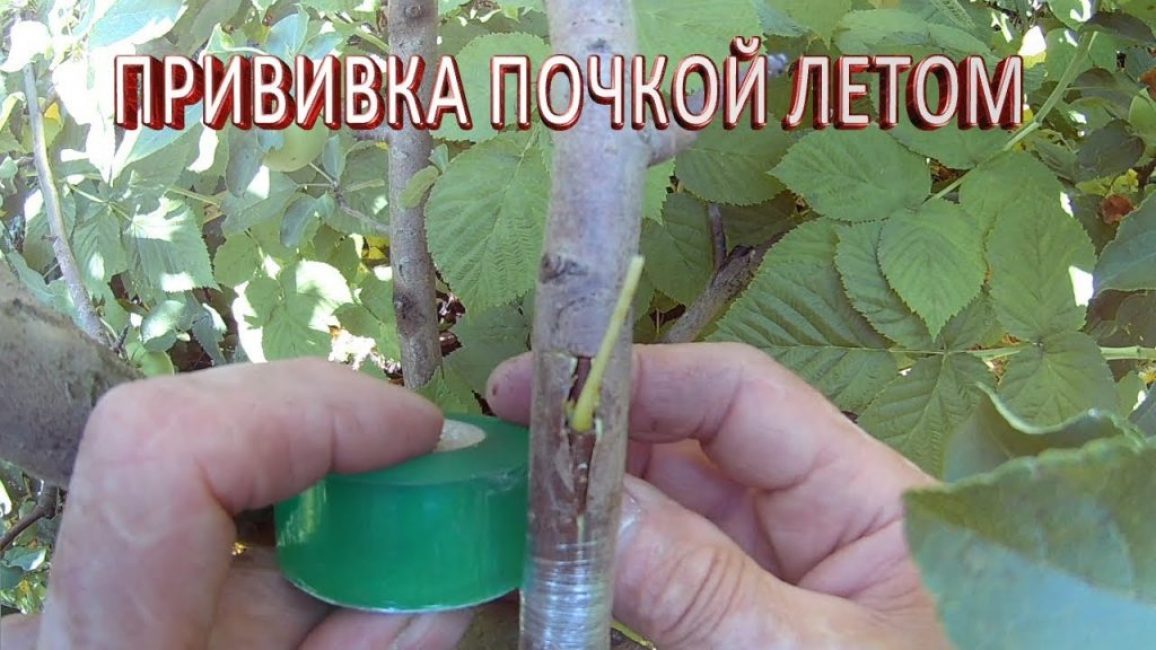 Пъпкуване