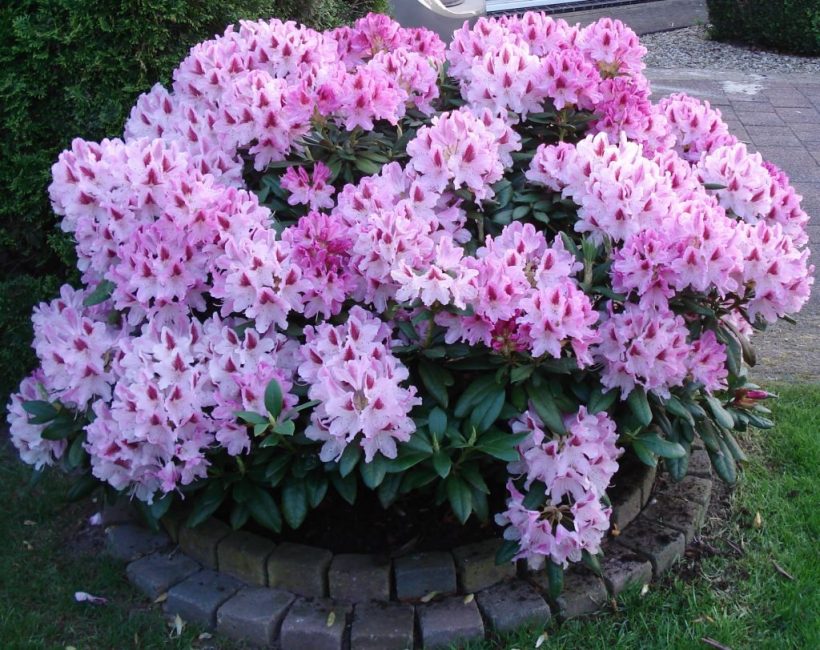 rhodoedron