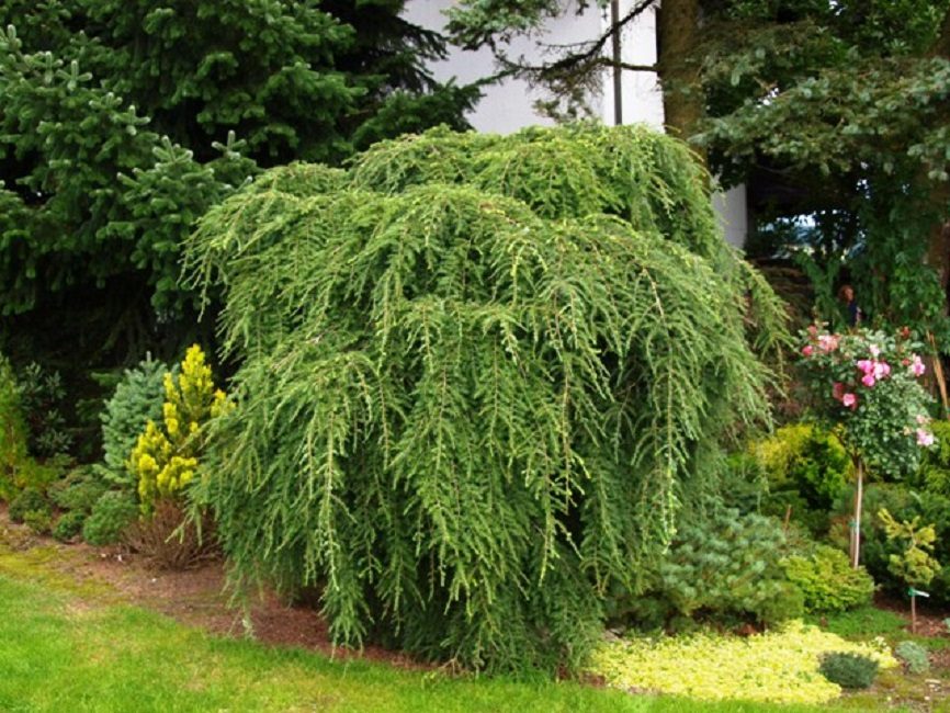 Kanadensisk hemlock
