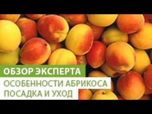 [ВИДЕО] Характеристики на кайсията