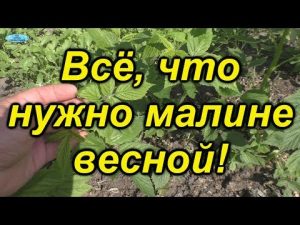 [VIDEO] Tajemství pěstování malin