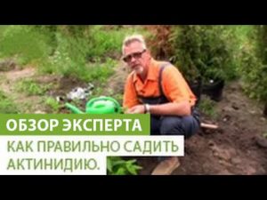 [VIDEO] Jak správně zasadit aktinidii
