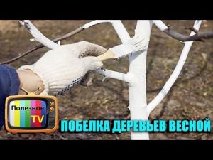 [VIDEO] Fák meszelése tavasszal