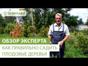 [VIDEO] Hogyan ültessünk helyesen gyümölcsfákat