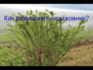 [ВИДЕО] Как да размножаваме цариградско грозде?