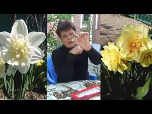 [VÍDEO] Narcisos