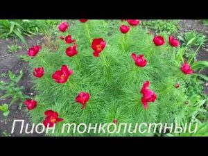 [VIDEO] Fleråriga blommor